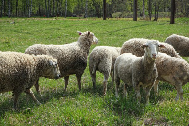 ancheta in tara galilor dupa ce 74 de persoane s au ales cu o infectie severa dupa o vizita la o ferma 6834d729e49d9