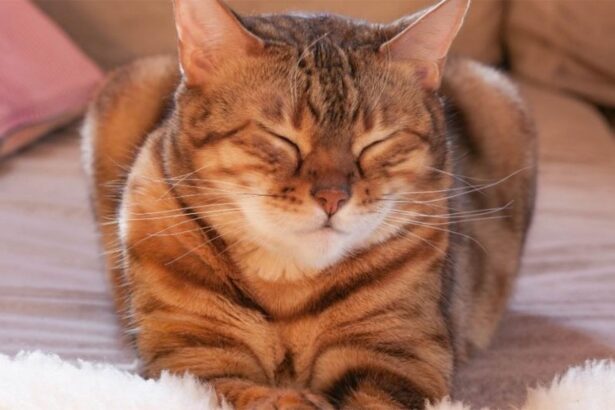 ce mesaj vrea sa ti transmita pisica ta cand clipeste insistent spre tine 683982d69bb32