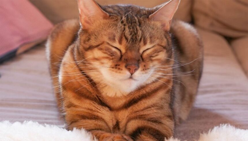 Ce intenționează să-ți comunice pisica ta atunci când îți face cu ochiul insistent 1 ce mesaj vrea sa ti transmita pisica ta cand clipeste insistent spre tine 683982d69bb32