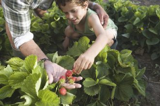 conceptul culege ti singur fructele ia amploare in romania ce reducere primesc clientii care merg direct in livezi sau pe plantatii 6834d71b17461