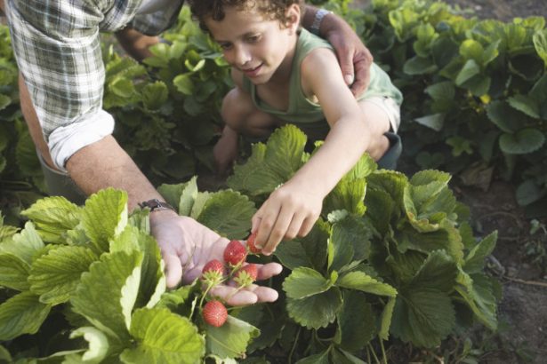 conceptul culege ti singur fructele ia amploare in romania ce reducere primesc clientii care merg direct in livezi sau pe plantatii 6834d71b17461