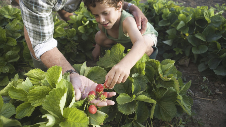 Ideea „Culege-ți singur roadele” câștigă teren în România. Ce beneficii financiare au cei care vizitează livezile și plantațiile direct 1 conceptul culege ti singur fructele ia amploare in romania ce reducere primesc clientii care merg direct in livezi sau pe plantatii 6834d71b17461