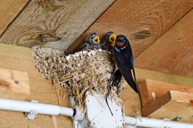 cum faci ca pasarile sa nu si mai faca cuib la tine in curte sau in jurul casei ce trebuie sa montezi de fapt 68395faec0177