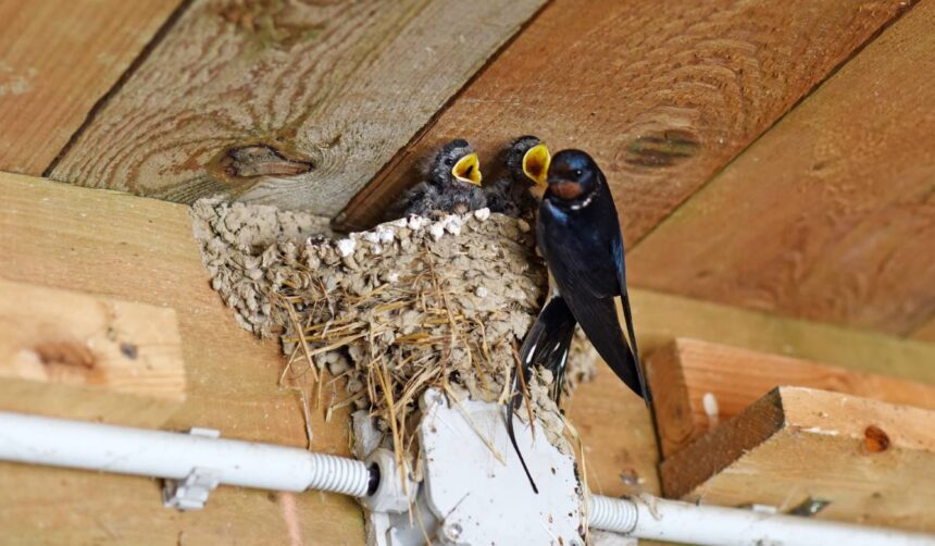 Cum să împiedici păsările să-și construiască cuiburi în curtea ta: soluții eficiente pe care să le aplici 1 cum faci ca pasarile sa nu si mai faca cuib la tine in curte sau in jurul casei ce trebuie sa montezi de fapt 68395faec0177