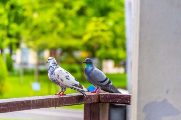 cum sa cureti gainatul de porumbel de pe suprafetele din curte cele mai eficiente metode de pus in practica 6835cd9d14521