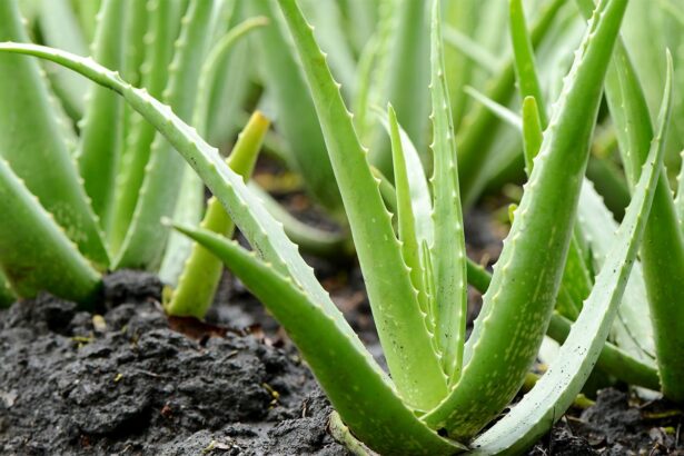 cum sa plantezi aloe vera acasa unde trebuie pozitionata de fapt 683ac62f369f6