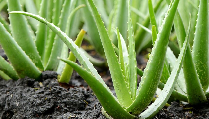 Ghid pentru a cultiva Aloe Vera în confortul propriei case: Locul ideal pentru a o plasa 1 cum sa plantezi aloe vera acasa unde trebuie pozitionata de fapt 683ac62f369f6