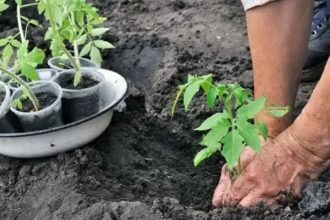 cum sa plantezi rosiile in gradina care este distanta optima de fapt 68371cc5a9ca3