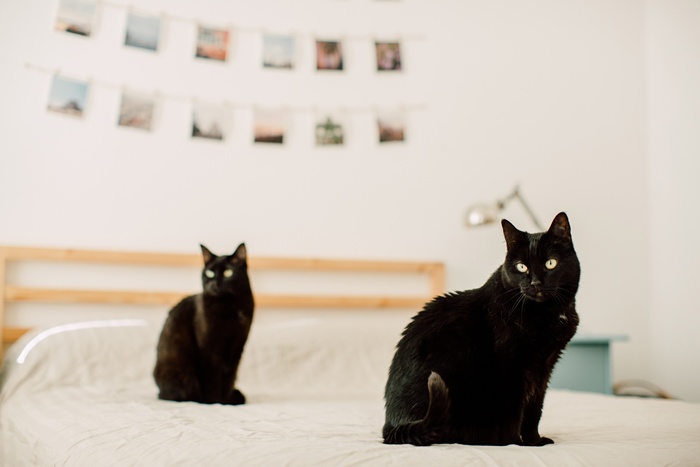 cum sa tii pisicile la distanta de mobila din locuinta trucul minune prin care nu o vor mai zgaria 68381f93d4cdb