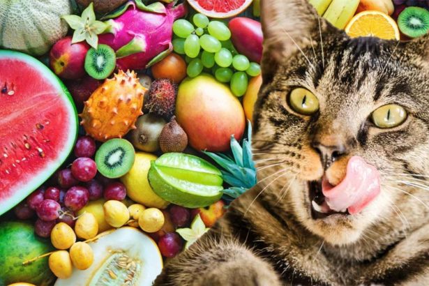 fructul adorat de oameni care insa iti poate omori pisica nu incerca sa o hranesti cu asa ceva 683571ff7c109