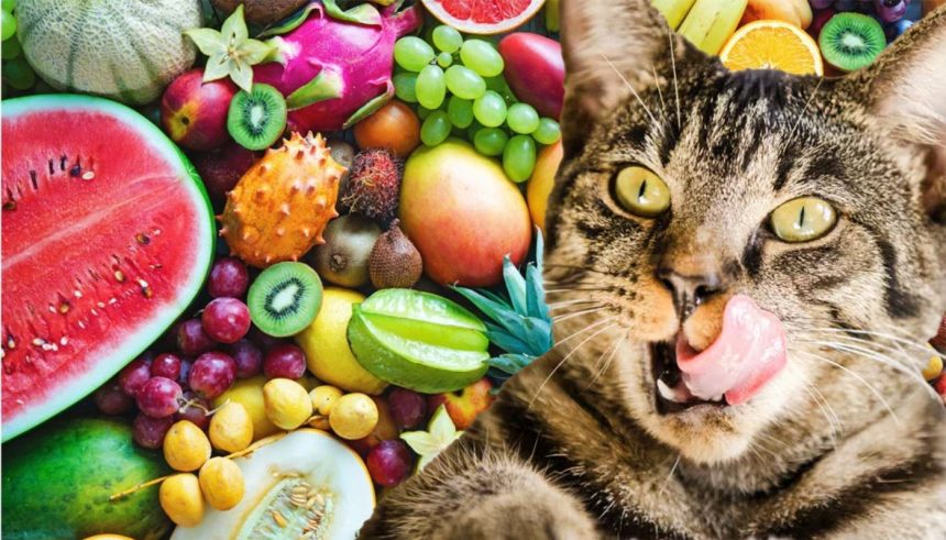 fructul adorat de oameni care insa iti poate omori pisica nu incerca sa o hranesti cu asa ceva 683571ff7c109