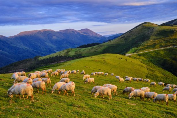 legatura dintre oi si om e laptele cum arata o zi la stanele din runcu unde ciobanii pregatesc si azi branza dupa retete de demult 6834d71eb89e8
