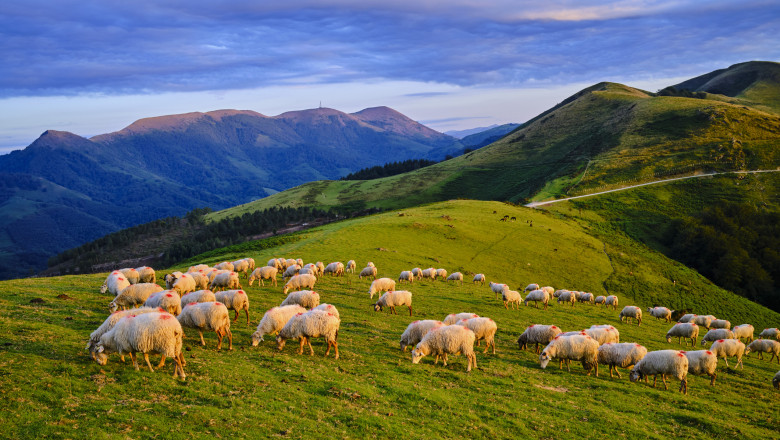 „Relația dintre om și oi: laptele ca punte. O zi la stânele din Runcu, unde ciobanii continuă tradiția brânzeturilor după rețete străvechi” 1 legatura dintre oi si om e laptele cum arata o zi la stanele din runcu unde ciobanii pregatesc si azi branza dupa retete de demult 6834d71eb89e8