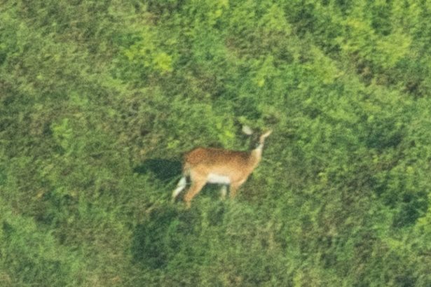 nearly extinct forgotten antelope photographed for first time in drc 6834da5ab276d