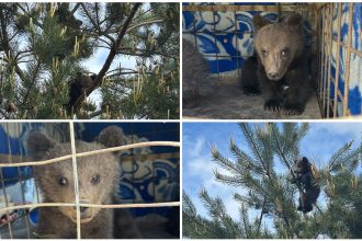noi locatari la sanctuarul de ursi din zarnesti povestea celor doi pui de 3 luni salvati dintr un copac n au indraznit sa coboare 6834d71731fa4