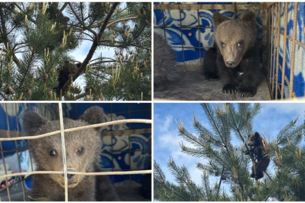 noi locatari la sanctuarul de ursi din zarnesti povestea celor doi pui de 3 luni salvati dintr un copac n au indraznit sa coboare 6834d71731fa4