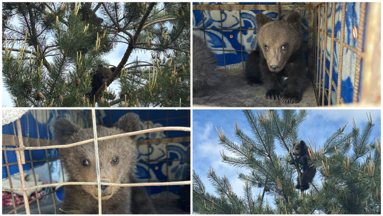 Nou-veniți în refugiu: Povestea emoționantă a doi pui de ursoi de 3 luni salvați dintr-un copac, care nu au avut curajul să coboare 1 noi locatari la sanctuarul de ursi din zarnesti povestea celor doi pui de 3 luni salvati dintr un copac n au indraznit sa coboare 6834d71731fa4