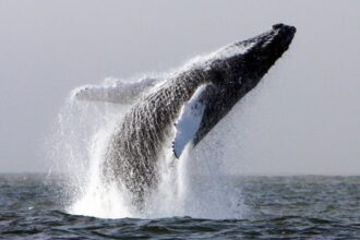 nothing left irish whale watching company closes amid overfishing 683a0fee535b7