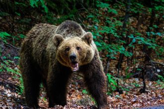 o femeie a fost muscata de urs pe transfagarasan a fost emis mesaj ro alert 6836fe512042e