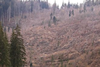 reuters 11 tari printre care romania cer ue sa slabeasca si mai mult reglementarile legislatiei referitoare la defrisari 6834d7d278989