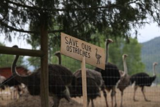 rfk jr offers to save canadian ostriches with suspected bird flu and move them to us 68375f5541d37
