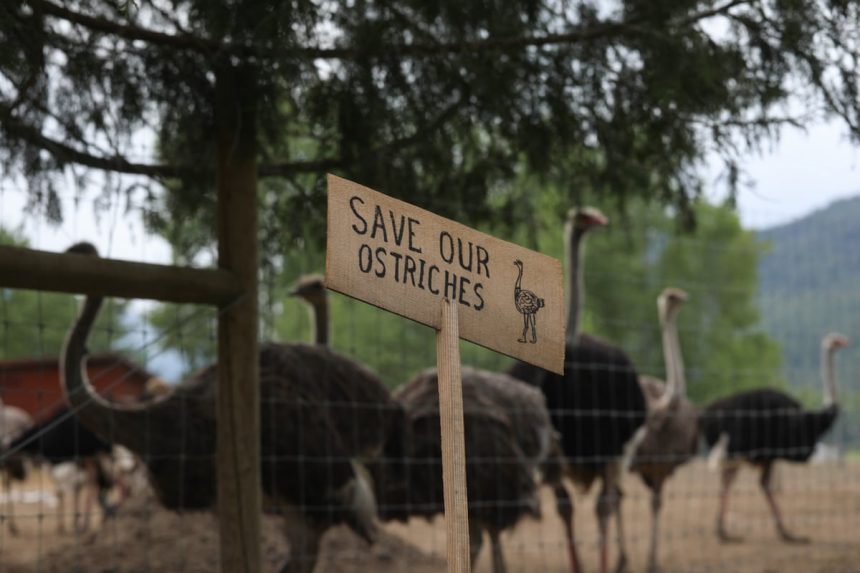 RFK Jr. se oferă să salveze struții canadieni afectați de gripa aviară și să îi transporte în SUA 1 rfk jr offers to save canadian ostriches with suspected bird flu and move them to us 68375f5541d37