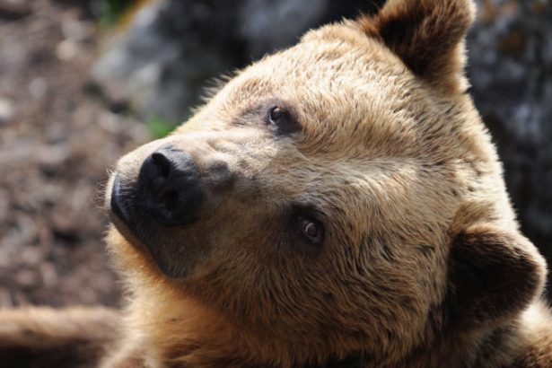 slovacia autorizeaza vanzarea carnii de urs brun catre populatie decizie controversata specia este protejata in ue 68370fa7c39f6