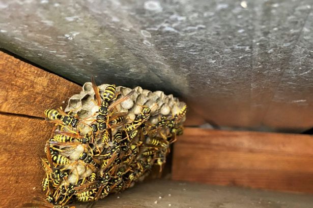 solutii rapide prin care scapi definitiv de cuiburile de viespi din curte 6834d729c412f