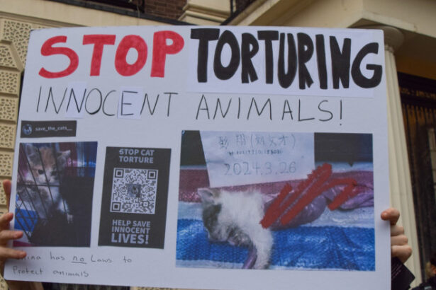 subcultura bolnava a tortionarilor de pisici razboiul secret dintre iubitorii de feline si cei care fac bani din zoosadism 683afe48cc04d