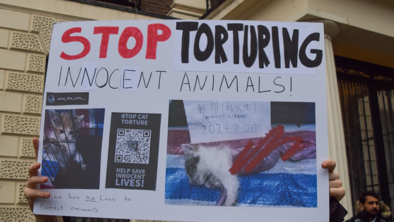 subcultura bolnava a tortionarilor de pisici razboiul secret dintre iubitorii de feline si cei care fac bani din zoosadism 683afe48cc04d