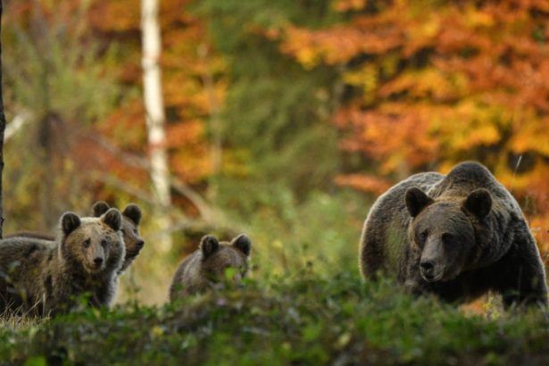 tot mai multi ursi pe strazi 20 de mesaje ro alert au fost transmise doar in luna mai pentru a avertiza populatia 6834d70773950