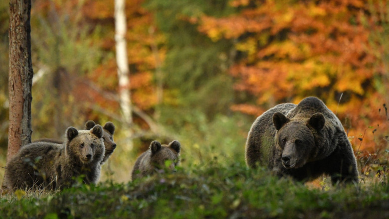 tot mai multi ursi pe strazi 20 de mesaje ro alert au fost transmise doar in luna mai pentru a avertiza populatia 6834d70773950