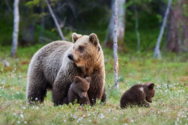 un urs a fost vazut in orasul medias locuitorii alertati prin ro alert 683acfa7ba8d5