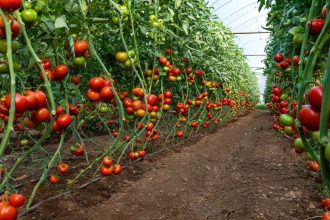 unde sa nu plantezi rosiile in gradina fructele nu vor creste 68382a50517b6