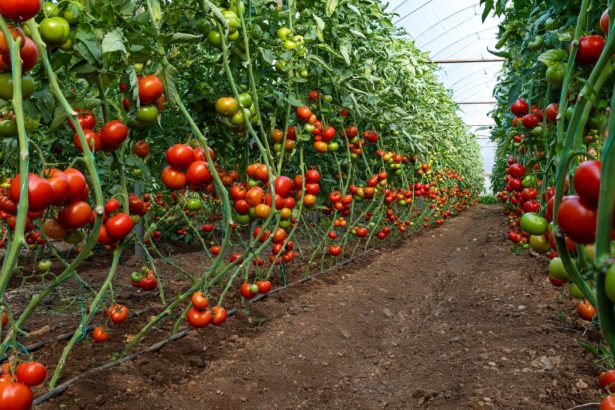 unde sa nu plantezi rosiile in gradina fructele nu vor creste 68382a50517b6