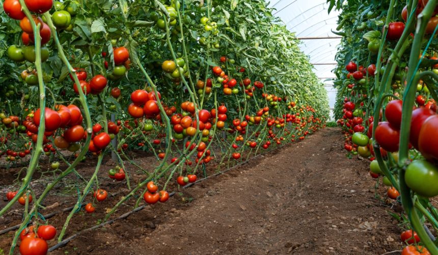 Locurile de evitat pentru plantarea roșiilor în grădină: fructele nu vor înflori 1 unde sa nu plantezi rosiile in gradina fructele nu vor creste 68382a50517b6