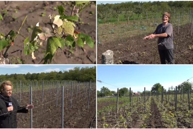 video culturile viticole distruse de grindina cum arata plantatiile de vita de vie dupa ploaia cu gheata care a lovit sudul romaniei 68381e58e7c84