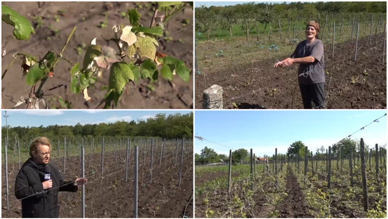 video culturile viticole distruse de grindina cum arata plantatiile de vita de vie dupa ploaia cu gheata care a lovit sudul romaniei 68381e58e7c84