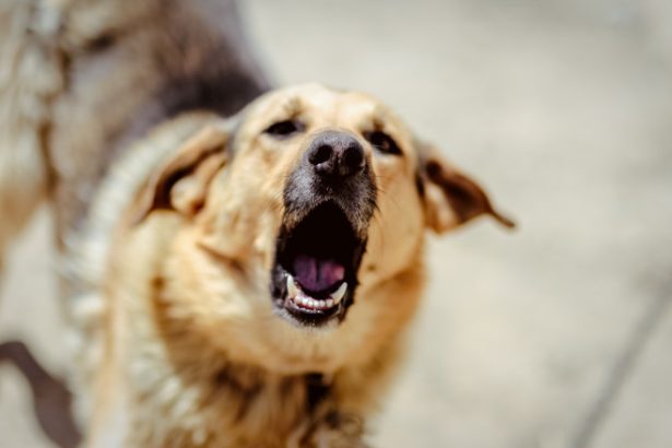 video incident grav in cluj un tanar a fost atacat de doi caini agresivi in timp ce isi plimba animalul de companie 6834d90723f57