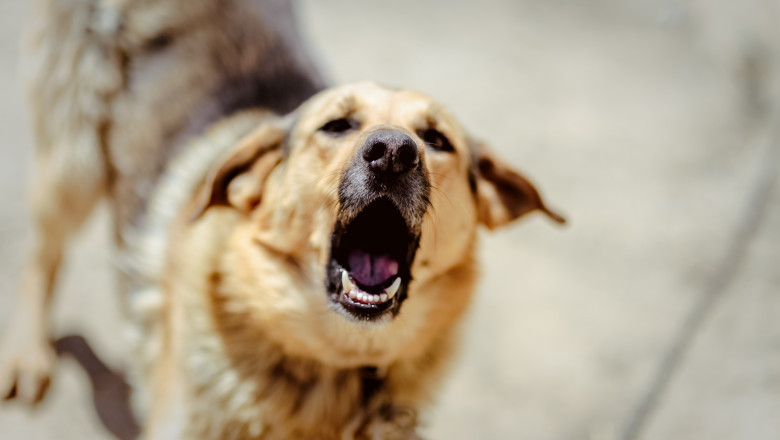 Atac șocant în Cluj: un tânăr atacat de doi câini fioroși în timpul plimbării cu patrupedul său 1 video incident grav in cluj un tanar a fost atacat de doi caini agresivi in timp ce isi plimba animalul de companie 6834d90723f57