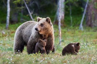 video o ursoaica si doi pui care au bagat spaima in turistii din poiana brasov prinsi si relocati va dati seama ca sunt mult mai multi 68355174b2feb