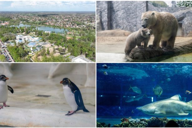 videofoto gradina zoo din ungaria in care traiesc 5 000 de animale mii de romani ii trec anual pragul e o senzatie incredibila 6834d5b88c1b8