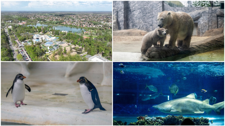 O lume fascinantă: Grădina zoologică din Ungaria, adăpost pentru 5.000 de animale, atrage anual mii de români - „O experiență de neuitat” 1 videofoto gradina zoo din ungaria in care traiesc 5 000 de animale mii de romani ii trec anual pragul e o senzatie incredibila 6834d5b88c1b8