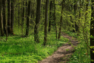 adolescente din bacau ratacite in padure in timp ce se intorceau de la scoala tinerele au sunat la politie 684880c7d83f1