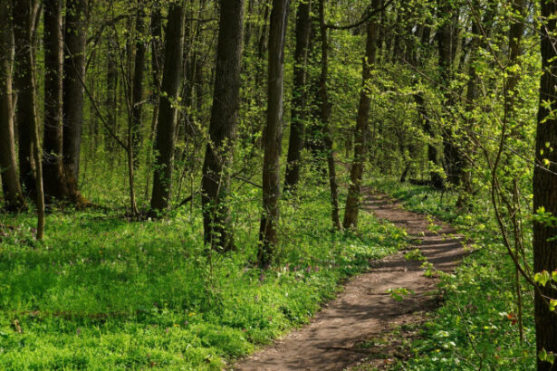 adolescente din bacau ratacite in padure in timp ce se intorceau de la scoala tinerele au sunat la politie 684880c7d83f1