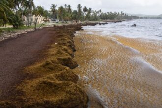 caribbean beaches blighted by record masses of stinking seaweed 68406892bc396