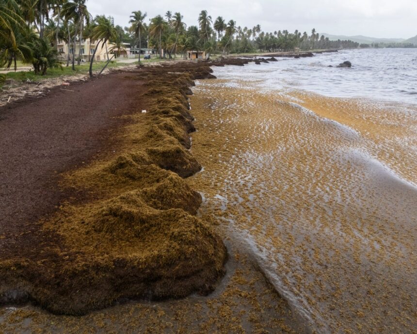 Plajele din Caraibe afectate de cantități record de alge malodorante 1 caribbean beaches blighted by record masses of stinking seaweed 68406892bc396
