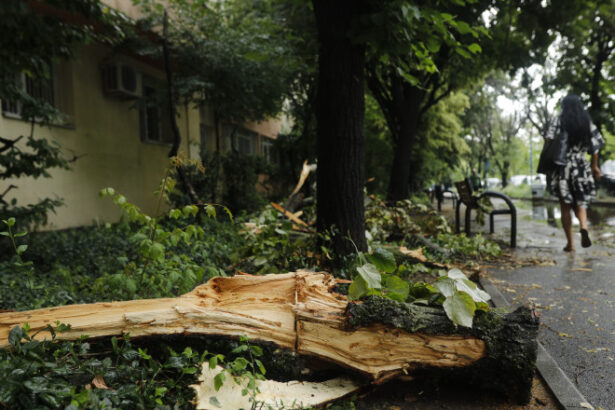 cati copaci a doborat furtuna de luni din bucuresti 6847f08ad4cc7