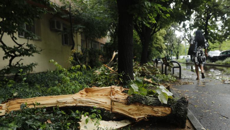 Numărul copacilor doborâți de furtuna de luni în București 1 cati copaci a doborat furtuna de luni din bucuresti 6847f08ad4cc7