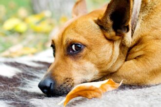 ce mesaj incearca sa ti transmita cainele atunci cand ofteaza nu este obosit 6842f8e546078